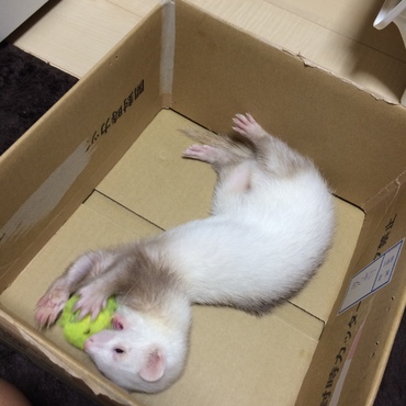 おれ、ゆきっ！