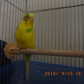 ありがとうございました。