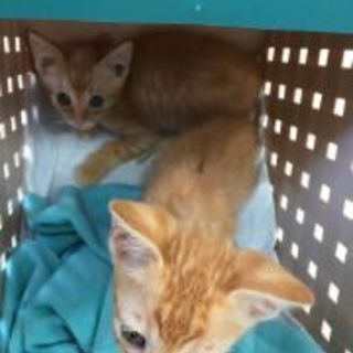 可愛い仔猫チャトラの「チーとポー」ちゃん