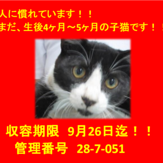 生後4ヶ月～5ヶ月の3兄弟！人馴れしています！①