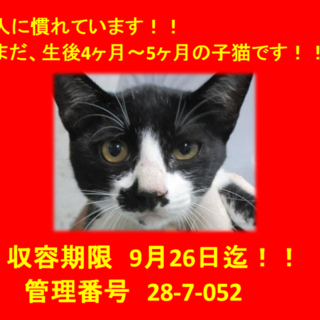 生後4ヶ月～5ヶ月の3兄弟！人馴れしています！②