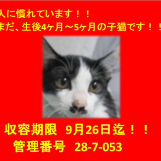 生後4ヶ月～5ヶ月の3兄弟！人馴れしています！③