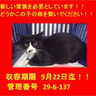 延長！　9月20日子猫を4匹出産しました！！