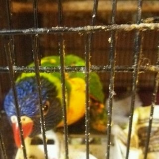 キムネゴシキセイガイの里親募集。