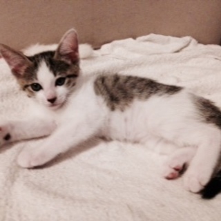 遊ぶの大好き！鼻先のクロが可愛い７兄弟のサバシロ君