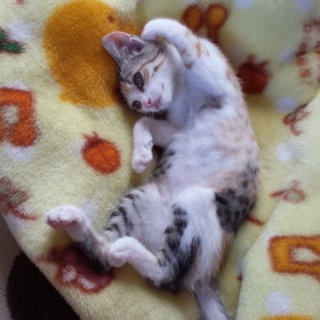 三毛猫、4ヶ月の里親さんを募集してます。