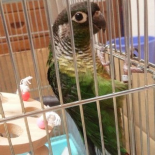 インコ 里親募集