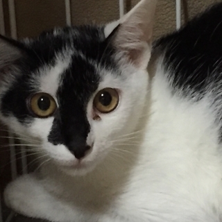 まん丸お目々の可愛らしい女の子。