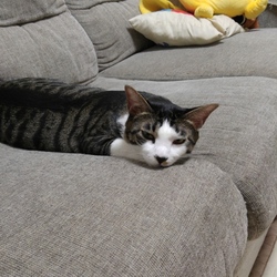 ナノを拾った方に会ってきた