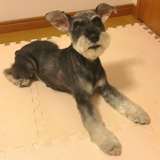 ♡Ｍシュナ♀推定4歳