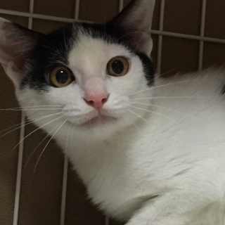 猫と仲良くやっていけるちょっぴりこわがりな男の子。