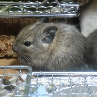 デグー赤ちゃん（一時停止）