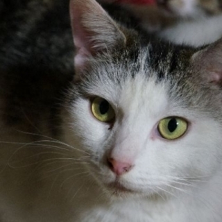 コロコロに太った広い心の持ち主です！