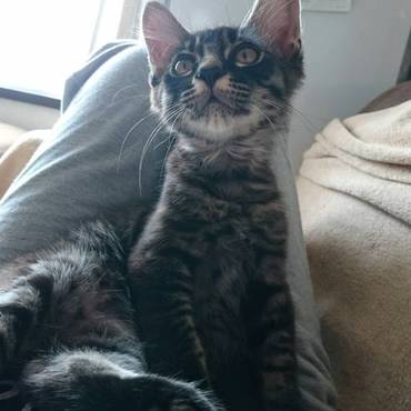 ５ヶ月を迎えた頃、感染性腹膜炎ドライタイプと診断されました