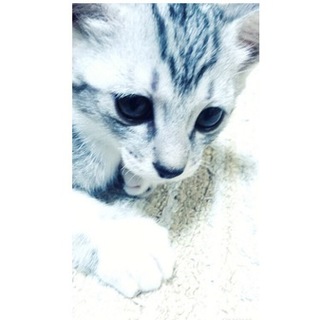 キジ猫赤ちゃんの飼い主探しています