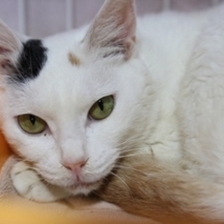 とても大人しい照れ屋な子です。