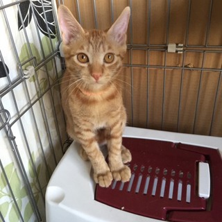 甘えん坊な男の子のチャトラン