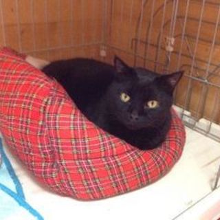 人懐っこい性格のおじぃちゃん猫。