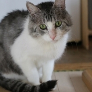 子猫の面倒を見てくれる優しい子です。