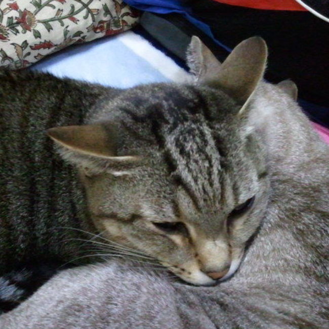 はる６１５のカバー写真