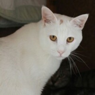 普段は大人しいですが世話好きな男の子。