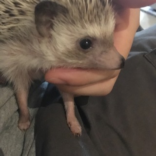ハリネズミの里親募集