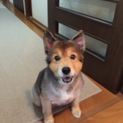 シェルティ×ポメラニアン 9歳♀