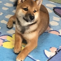 ゴマ