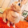 ぽっぽっぽっ