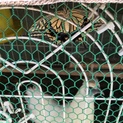 烏骨鶏メス