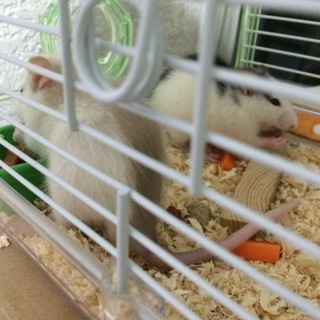 ラットの男の子2匹