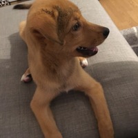 こてつ