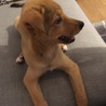 こてつ