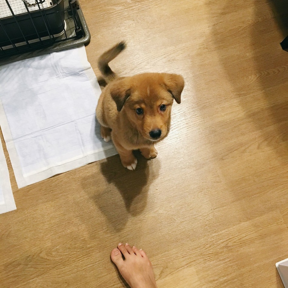 こてつのカバー写真