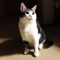 大きな癒し系イケメン猫参上！