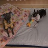 tino&elmoのパパ