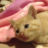 かわいい茶トラ★男の子 サムネイル2