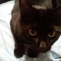 性格◎黒猫女子kurokuroくろみ