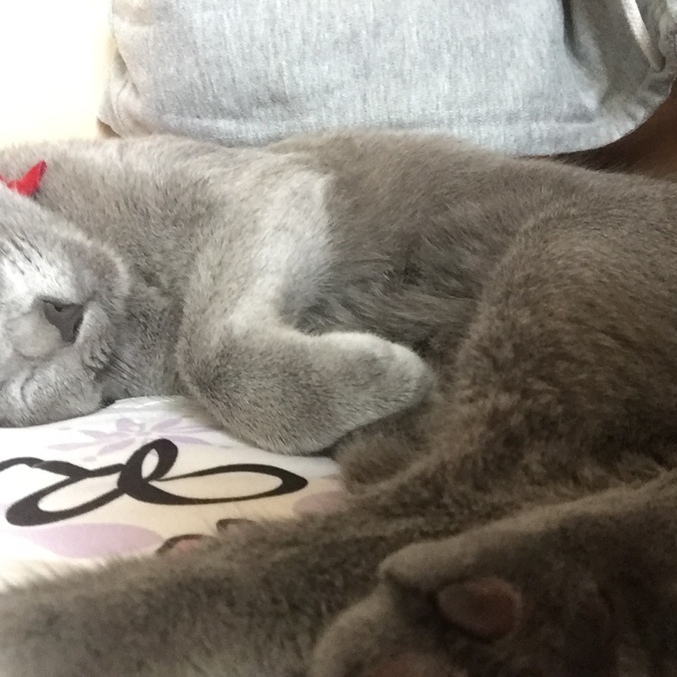 にこのカバー写真