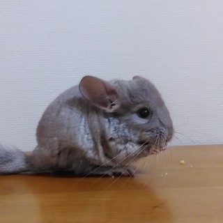 チンチラの里親募集