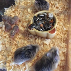 ロボロフスキーハムスター