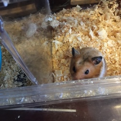 ゴールデンハムスター