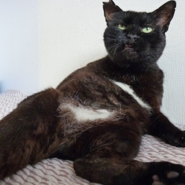 アンジェリーニャのカバー写真