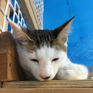 前髪の可愛い こいもちゃん！