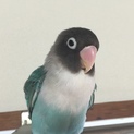 ボタンインコの里親さん募集