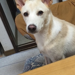 ボタンを食べる