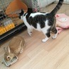 ねこむらねこ