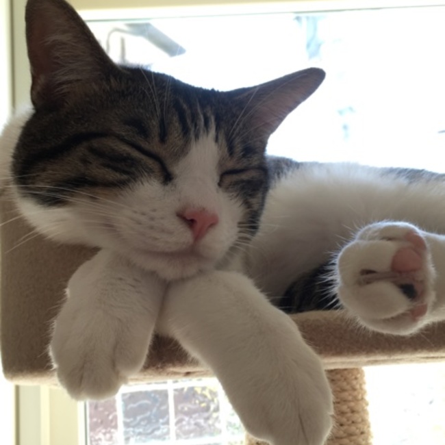 ねこむらねこのカバー写真