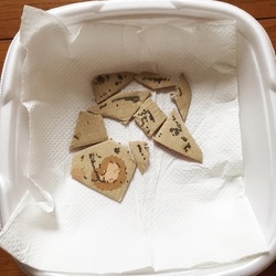 孵化まだかなー♪