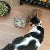 うさぎが気になる〜